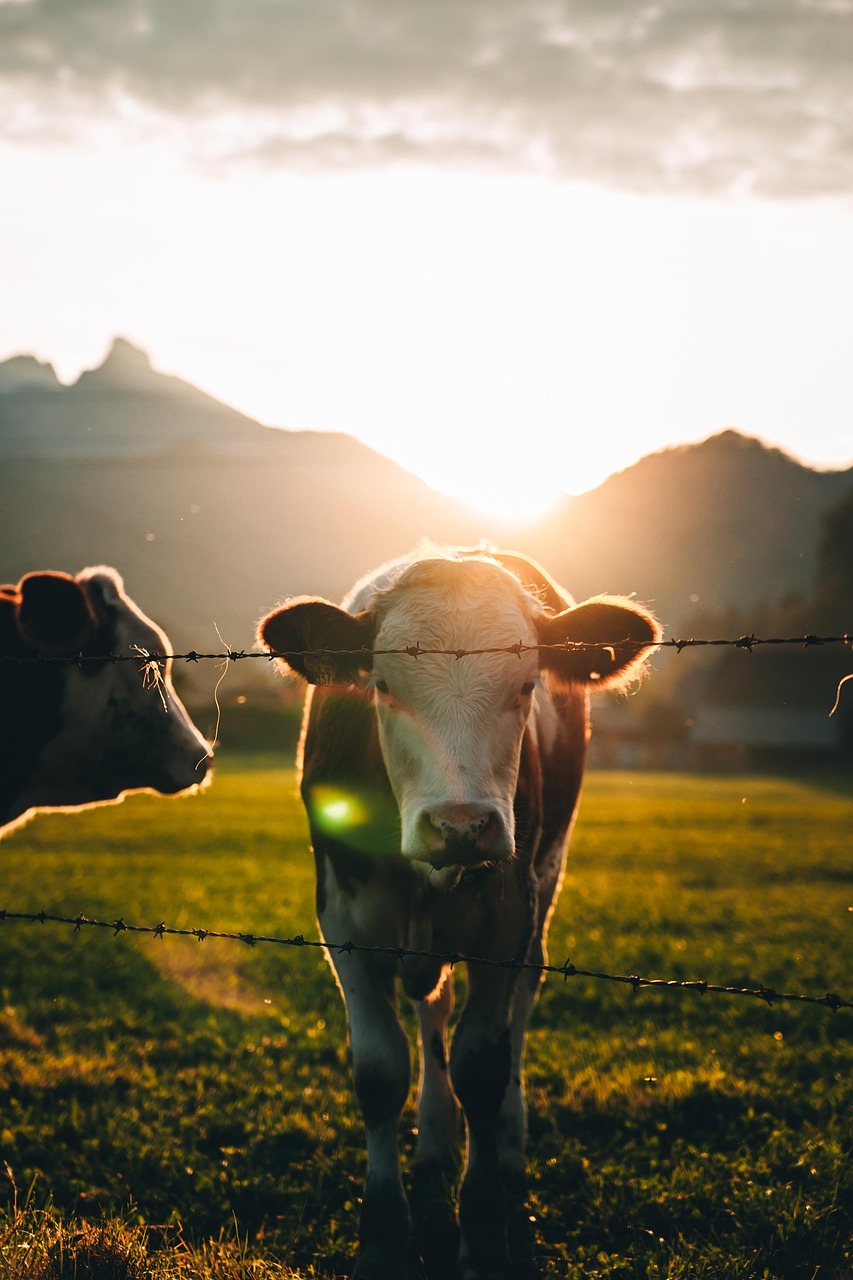 cows, paddock, cattle, sunset, nature, farm, animal husbandry