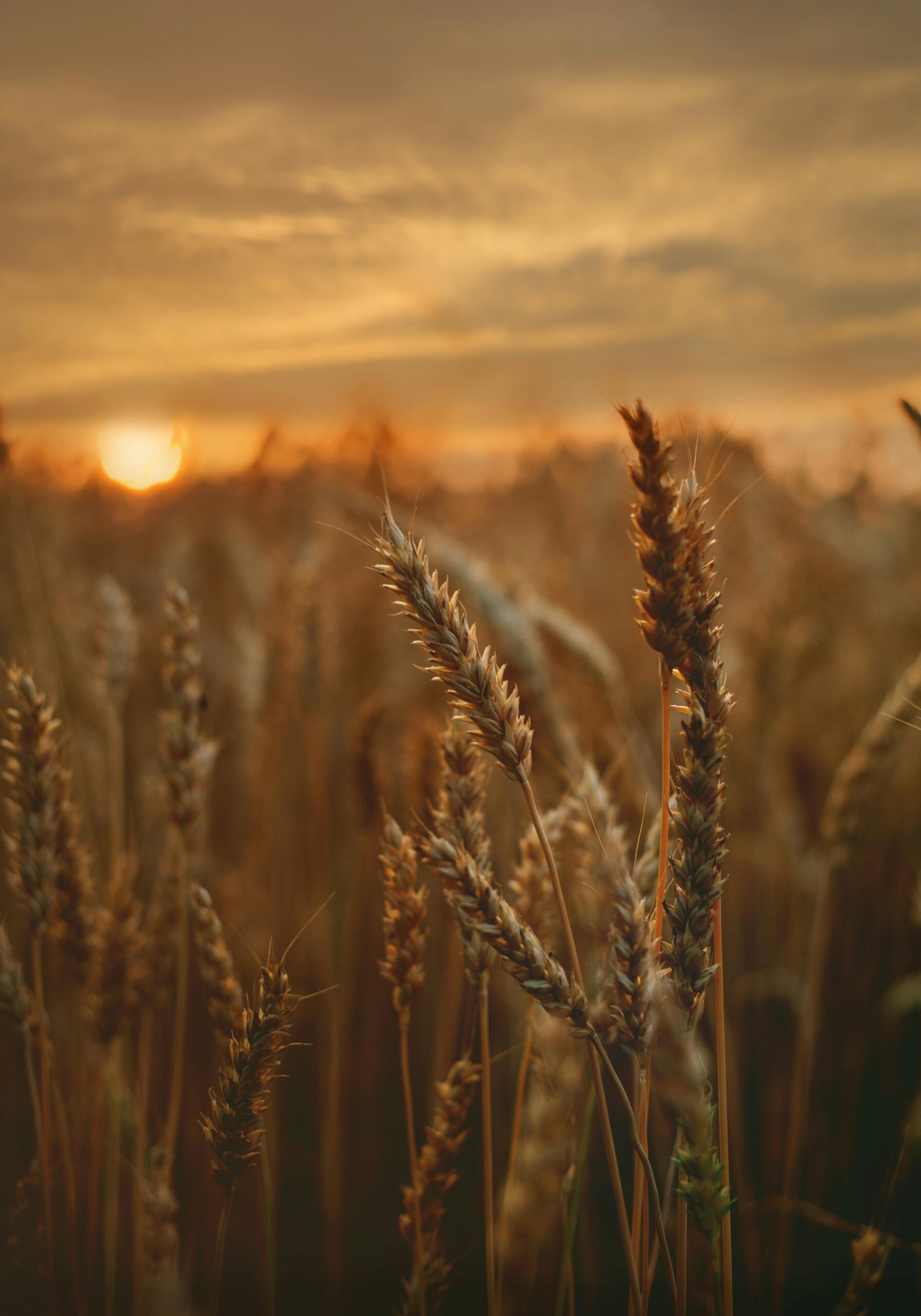 Close-up of a wheat field captured during a beautiful sunset, showcasing golden hues.