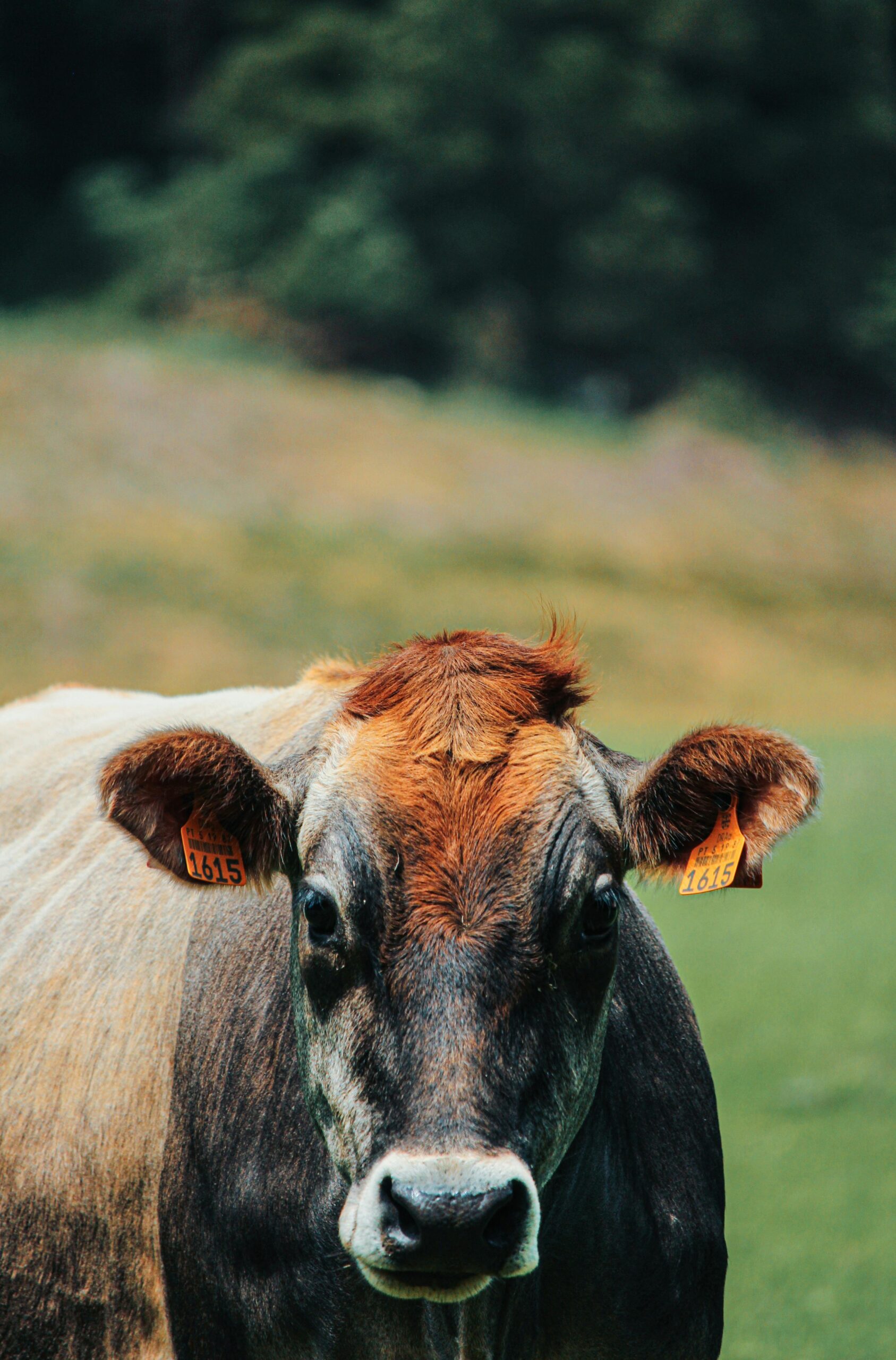 Close-up of a brown cow in a green field, perfect for rural and agricultural themes.